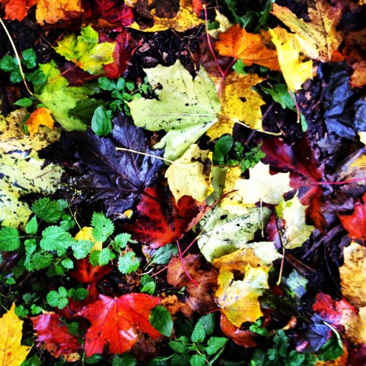 Осень. Фото Виталия Тимошенко